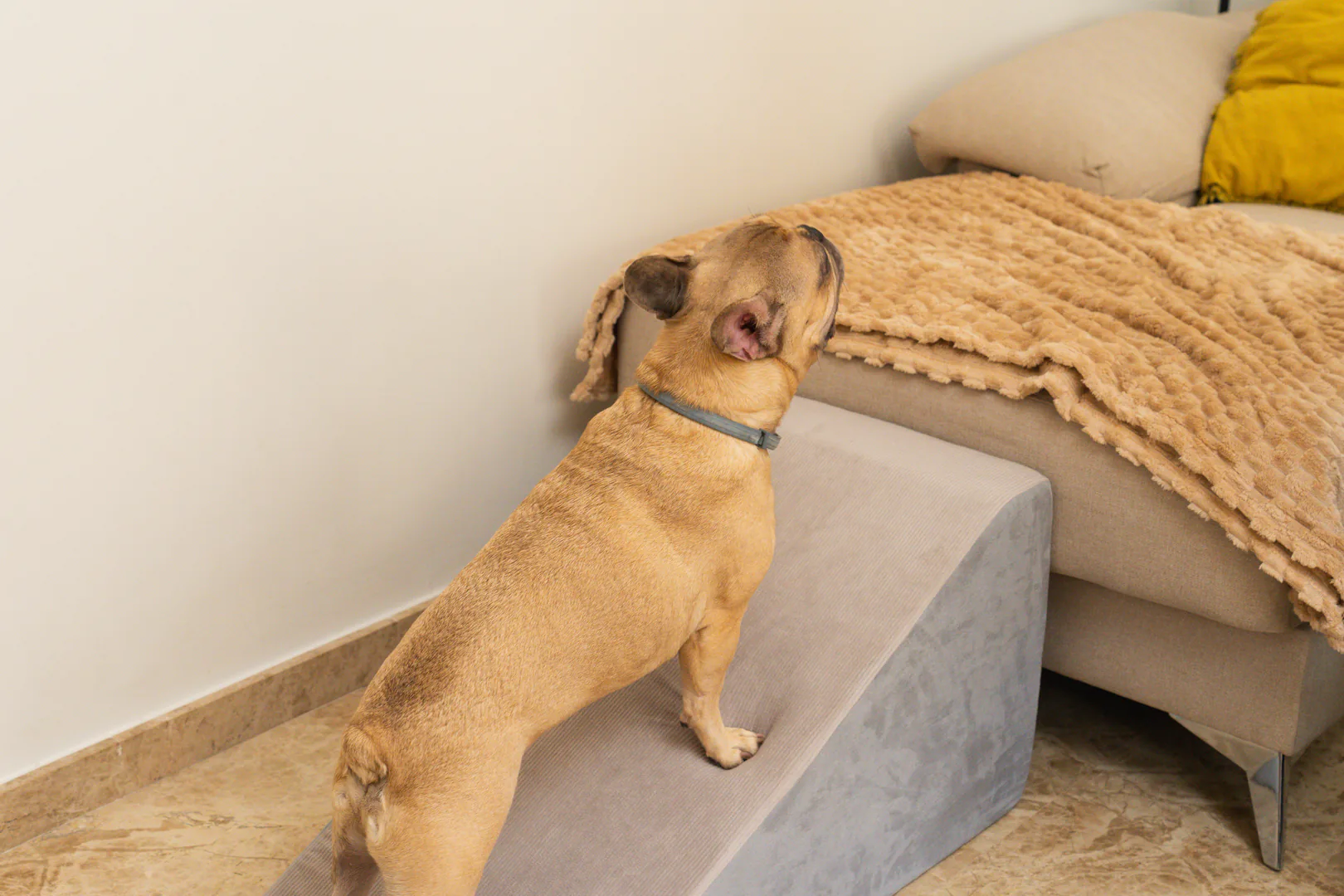 Perro utilizando una rampa para subir a la cama